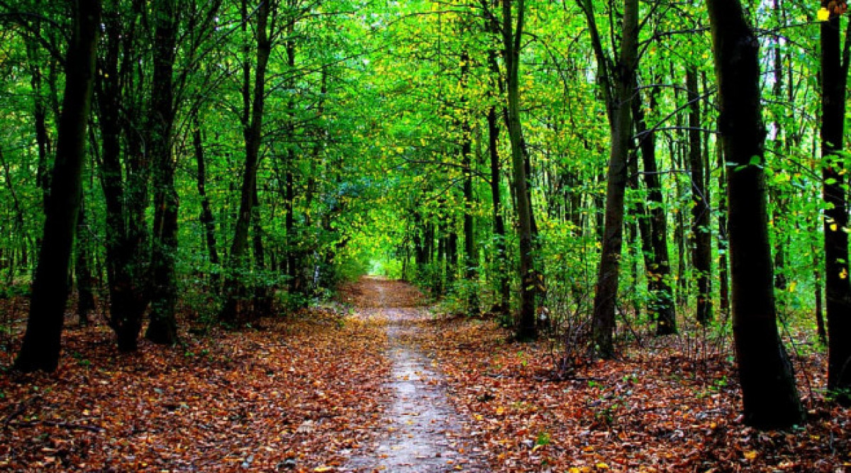 Интензивните разходки в гората помагат на организма в борбата с рака