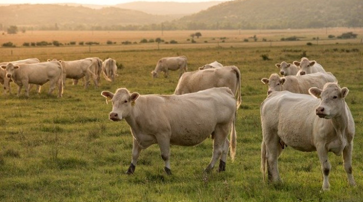 CETA: Има проблеми с контрола на внасяното в Европа говеждо месо с хормони