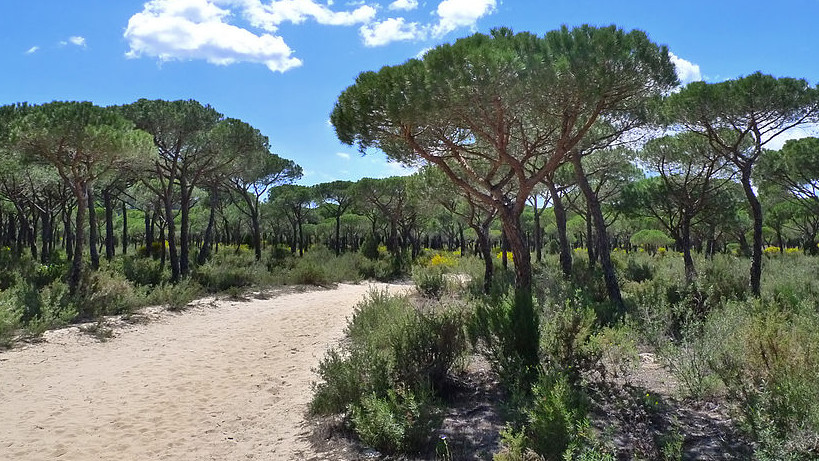 Андалусия: Иберийско сафари в националния парк Доняна
