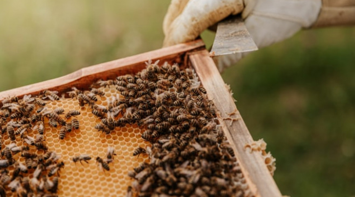 Как се отразява измирането на пчелите на ключови хранителни култури