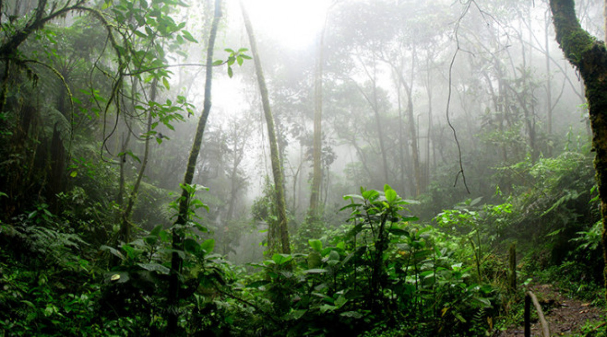 40% от тропическите гори на Амазонка са изложени на риск да се превърнат в савана