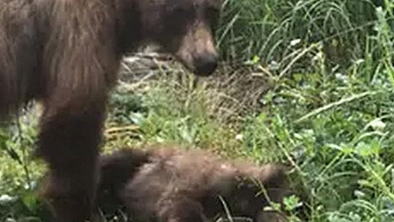 Мечка с часове отчаяно се опитва да съживи премазаното й от автомобил меченце