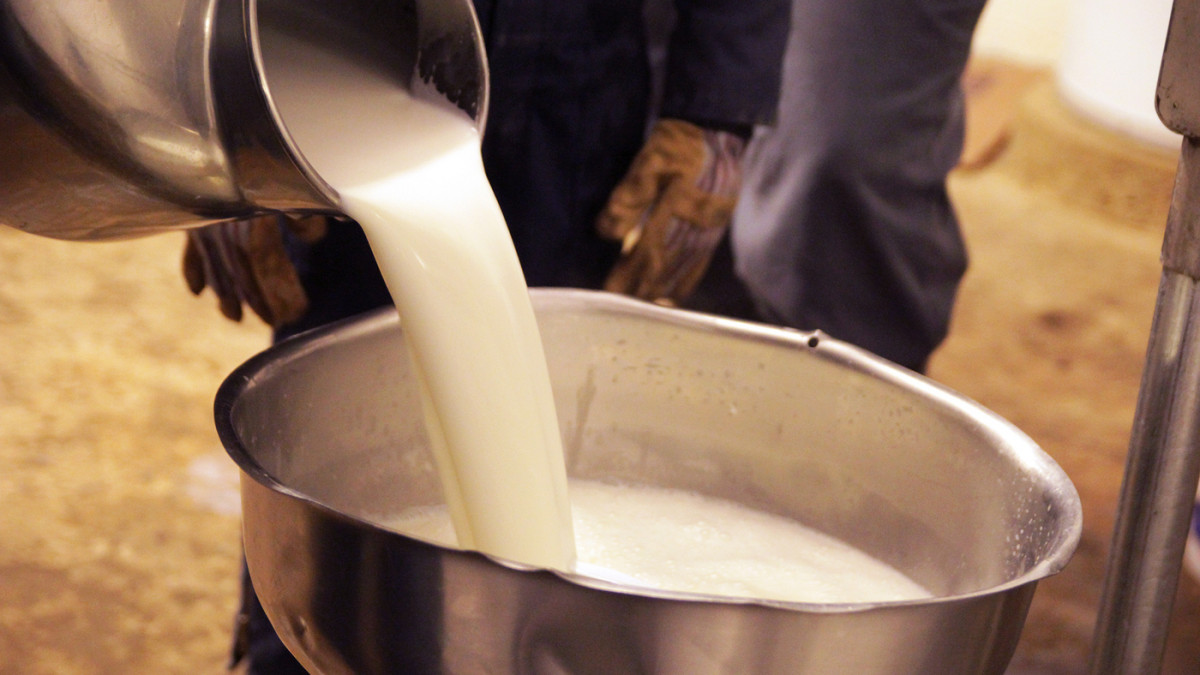 Британските фермери   изливат хиляди литри мляко