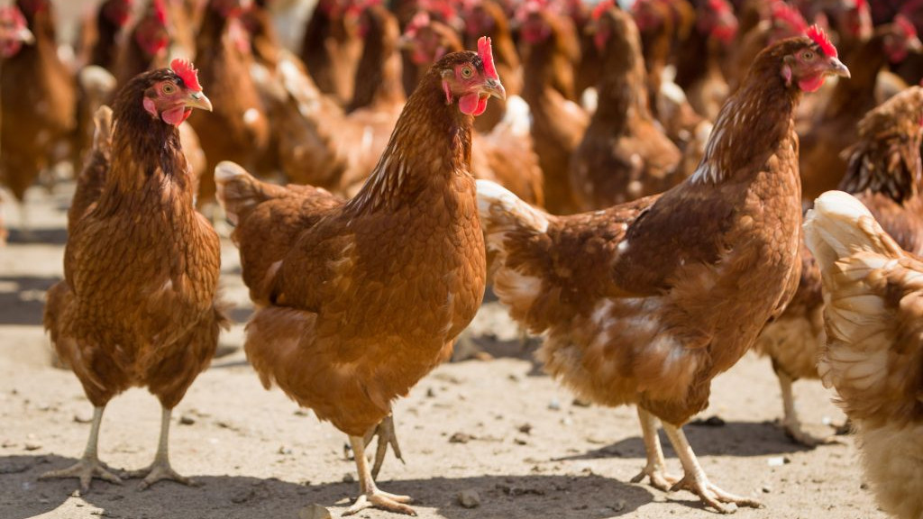 Десетки милиони птици са унищожени в Европа заради птичия грип