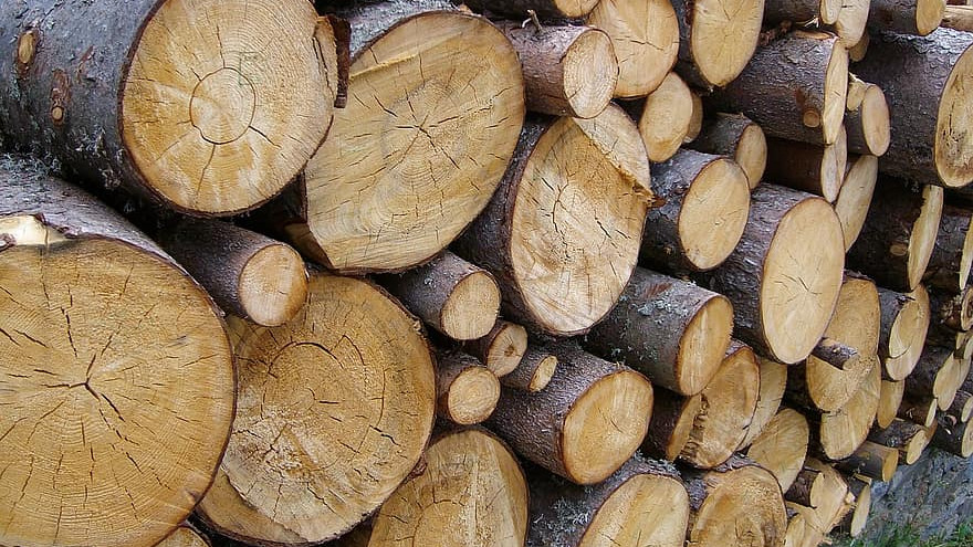 Приходите от електронната продажба на дървесина надхвърлиха 121 млн. лв.