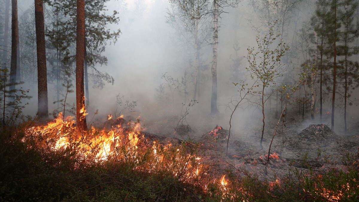 В Сибир бушуват горски пожари