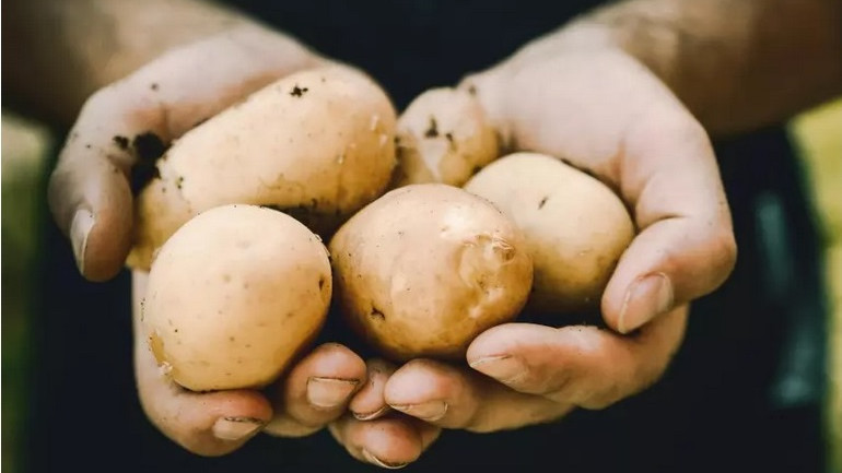 Картофите и други кореноплодни се оказаха спирачка за развитието на цивилизацията