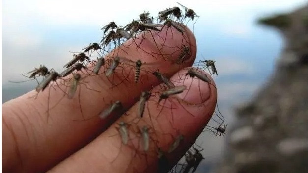 В Калифорния пускат "армия" от генетично модифицирани комари