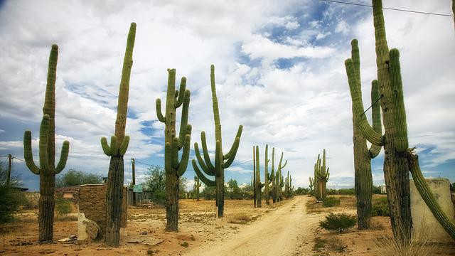 Глобалното затопляне: Дори кактусите вече не издържат на жегата