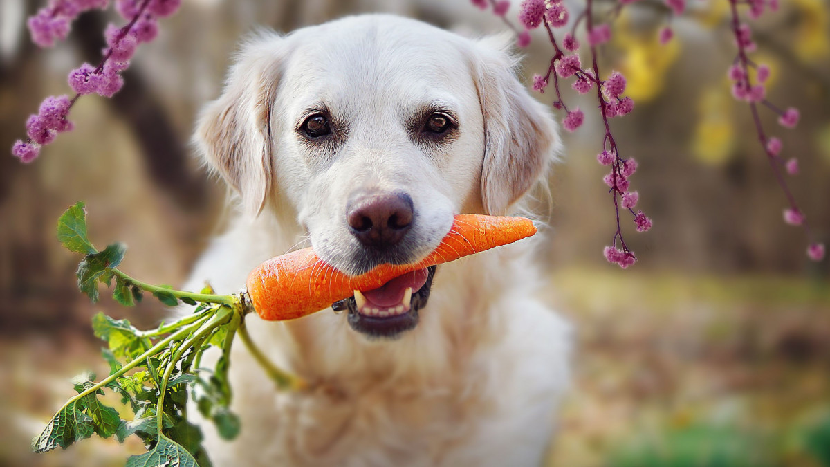 Веганското хранене е по-здравословно за кучетата