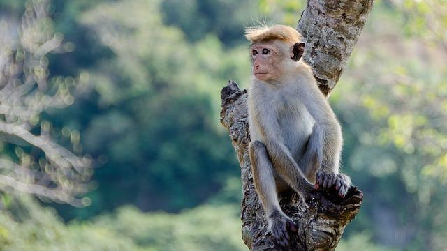 Карантина и ваксинация: как се борят с маймунската шарка в Европа