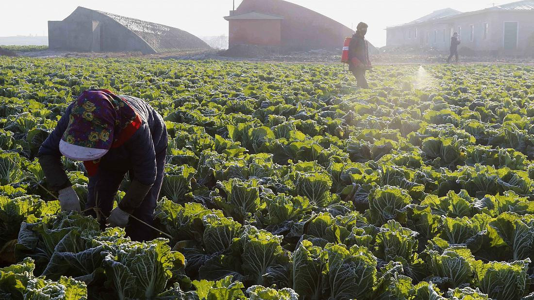 Северна Корея пренасочва чиновниците в земеделието