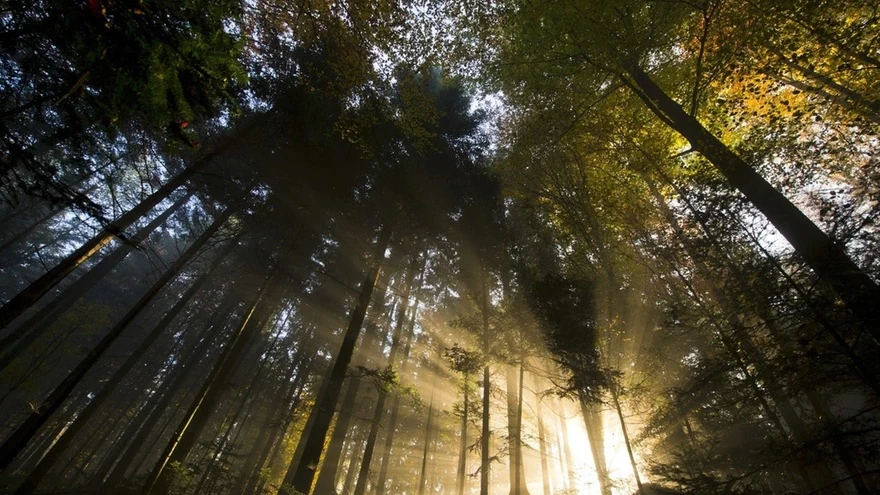 Три европейски държави подготвят горите на бъдещето
