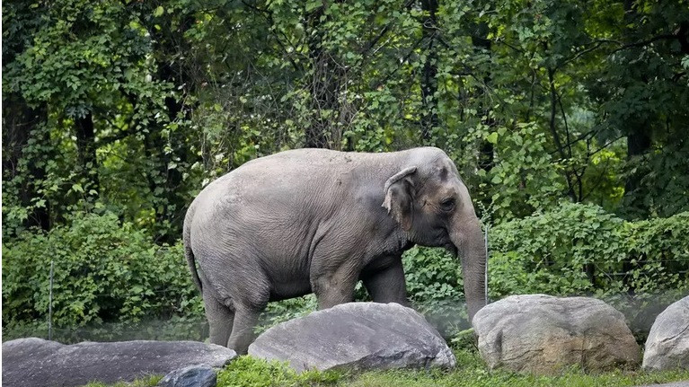 Прецедент: юристи подадоха в съда иск от името на слон