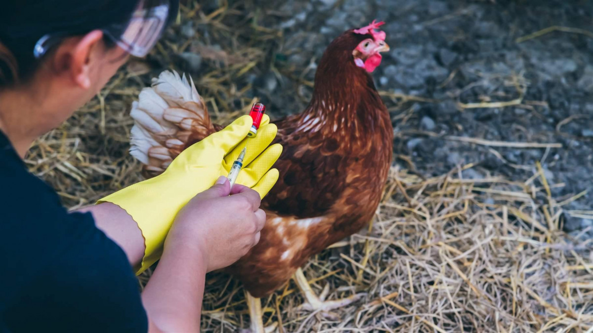 Продукти с пилешко във Великобритания изчезват от рафтовете заради бум на салмонела