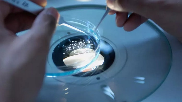 Китайски учени измислиха как да получат живи организми без сперматозоиди и яйцеклетки