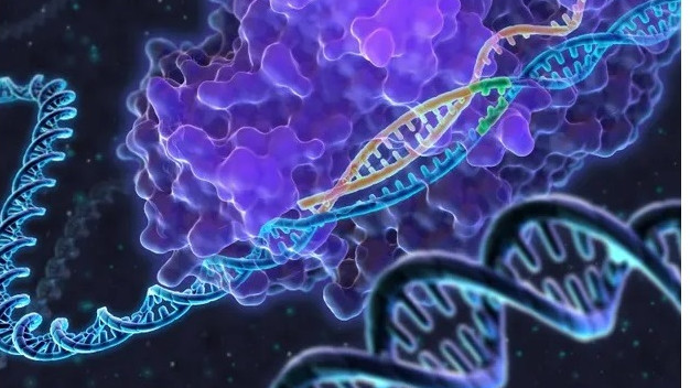 По-голяма част от британците са съгласни да редактират ДНК на човешките ембриони