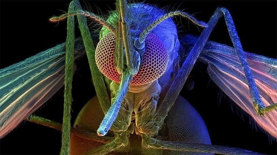 Удивителни и малко известни факти за комарите