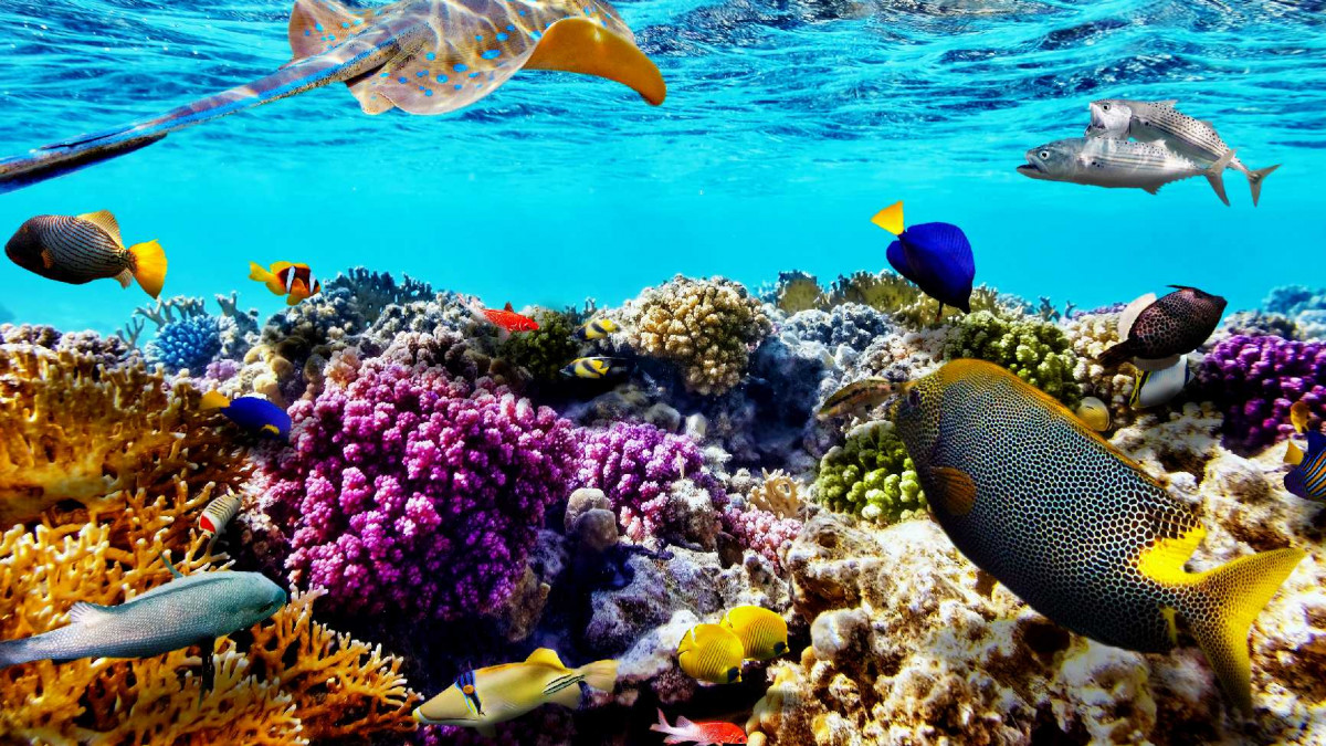 Ще подхранват коралите в Големия бариерен риф с хранителни добавки