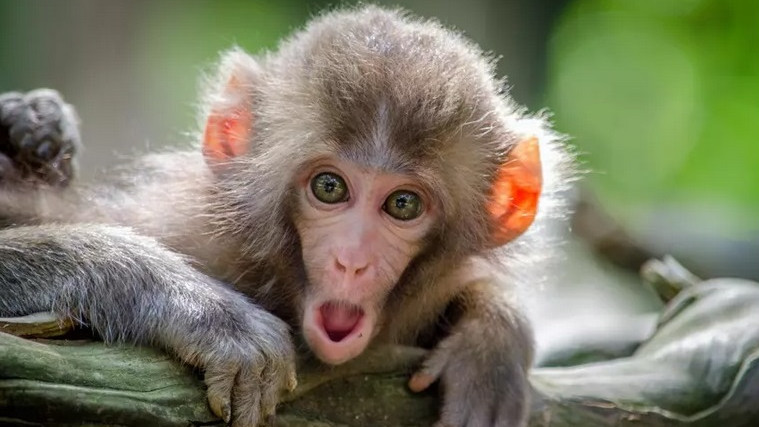 СЗО съобщи за 203% увеличаване на броя на заболелите от маймунска шарка