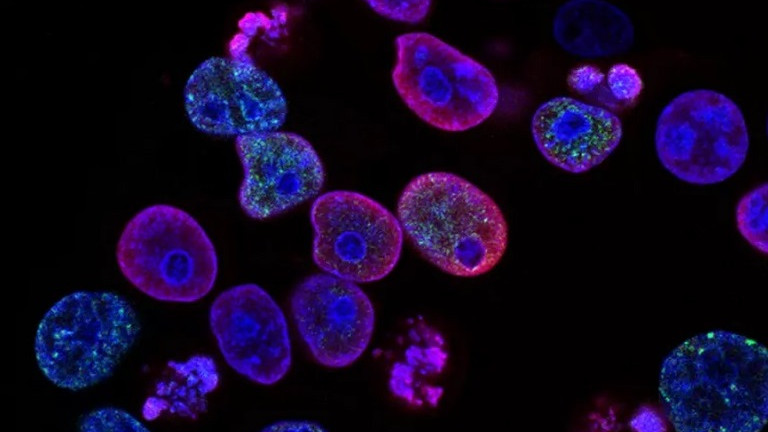 Учени заснеха на видео растежа на клетки в реално време