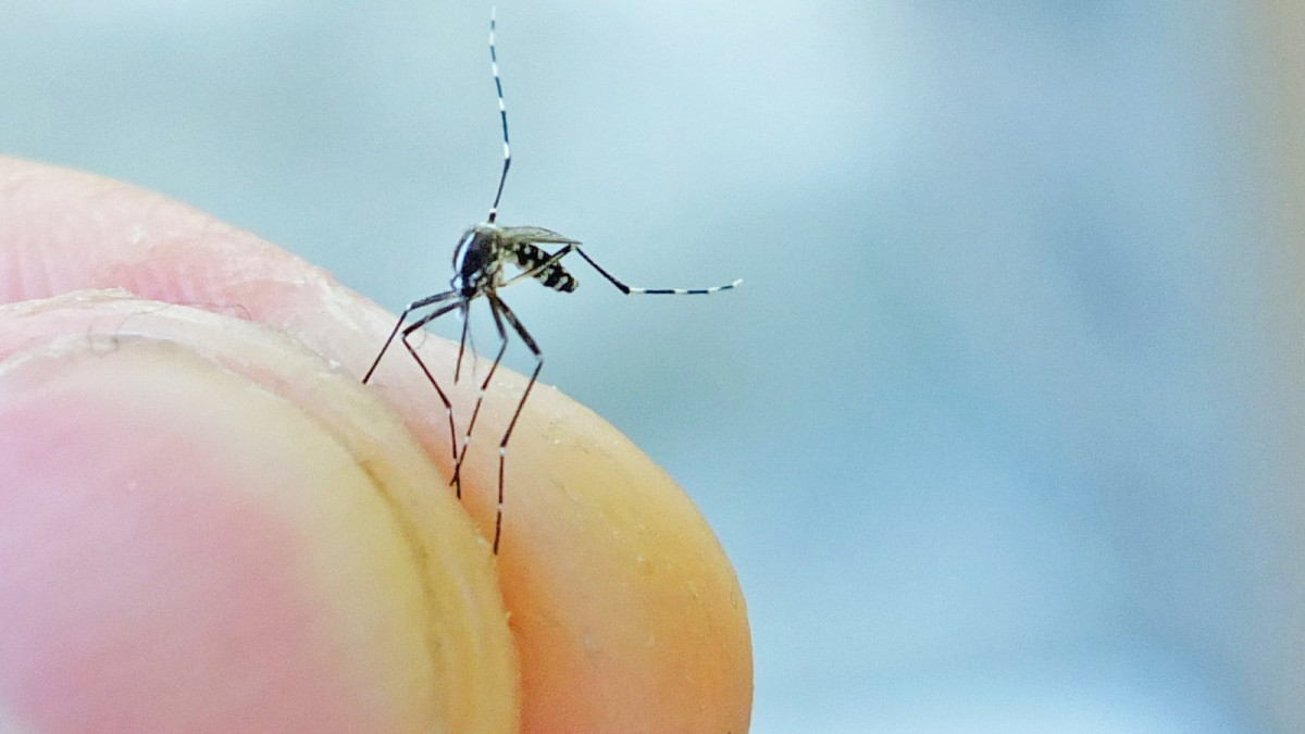 Защо комарите хапят някои хора и подминават други