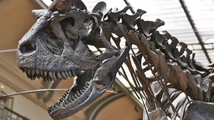 Учените са недоволни: цял скелет на динозавър ще бъде продаден на търг
