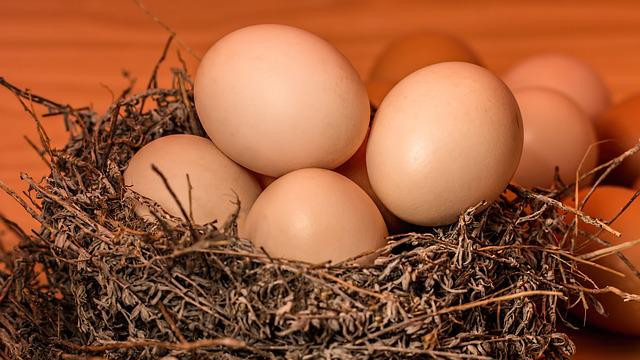 Учени произвеждат антитела срещу COVID-19 в кокоши яйца