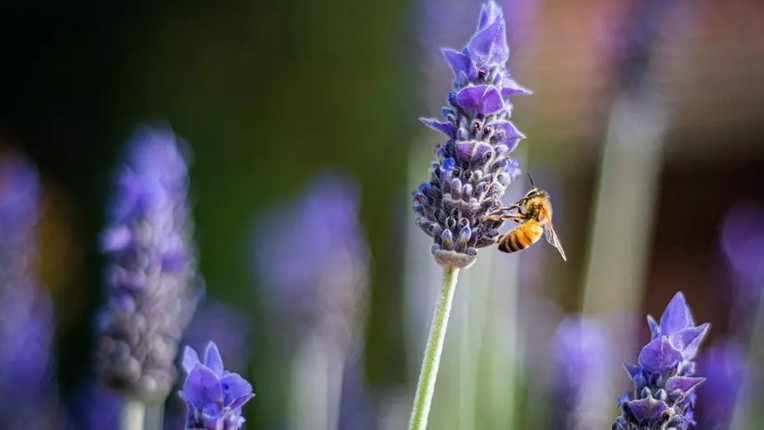 Учени: пчелите ще помогнат за стабилизиране на цените на храните