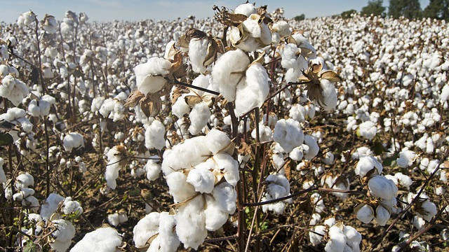 Световните цени на памука скочиха с 30 %