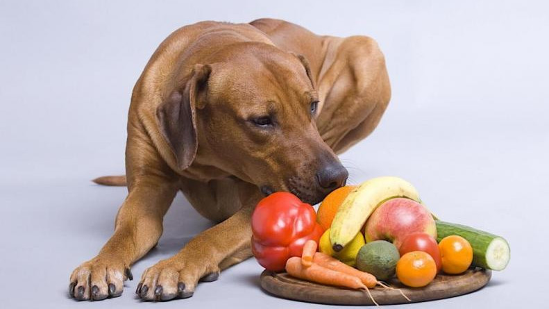 Британски диетолози препоръчаха да преминем към храна за кучета