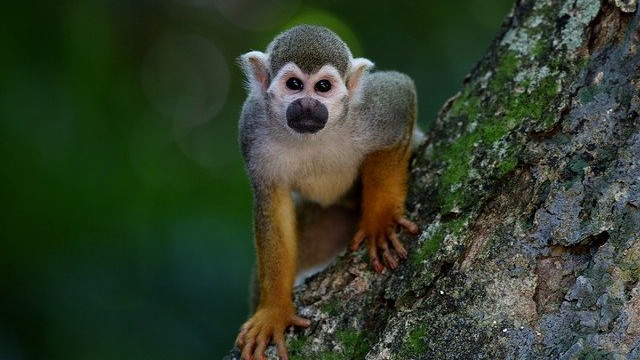 Учени предрекоха появата на нов смъртоносен маймунски вирус