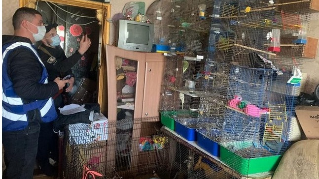 Петгодишно момиченце живее затворено в апартамент с 10 кучета