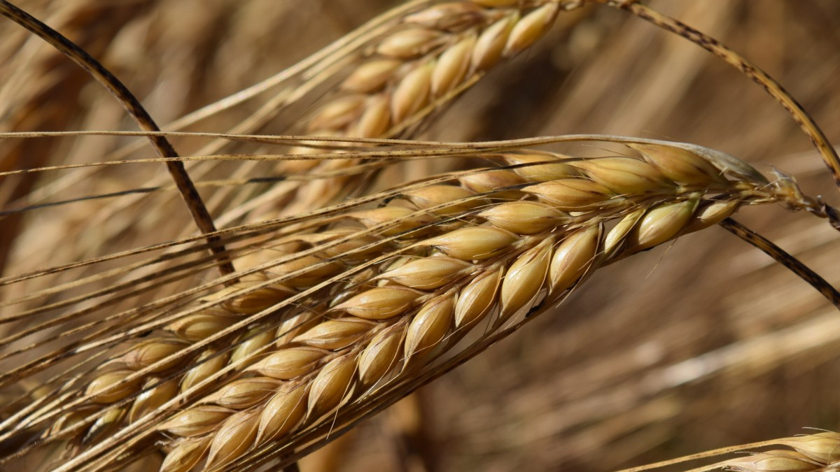 Световните цени на зърното се повишиха с 6,3% на годишна база