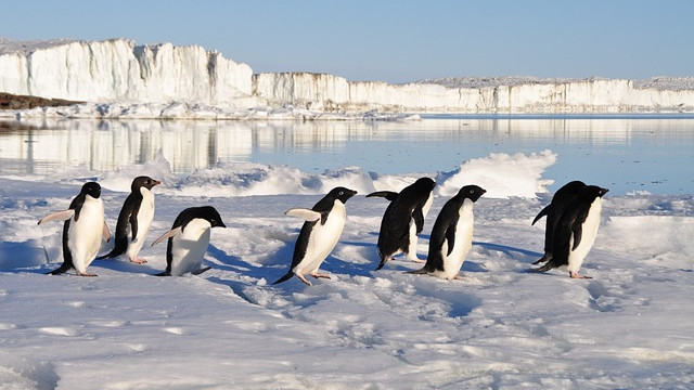 Учени: До 2100 г. в Антарктида могат да изчезнат практически всички животни