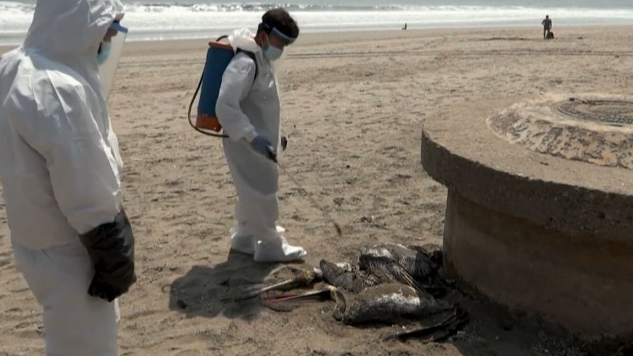 Птичият грип уби  десетки хиляди пеликани в Перу
