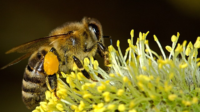 Първата в света ваксина за медоносни пчели е одобрена в САЩ
