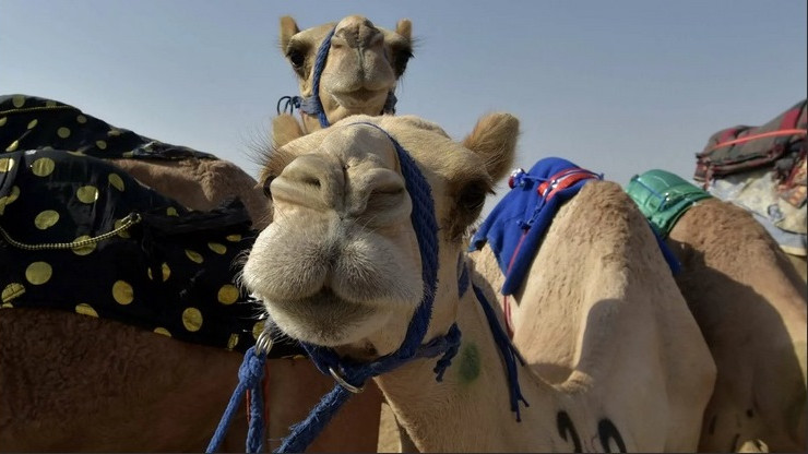 В Саудитска Арабия 43 камили отпаднаха от конкурс за красота заради ботокс