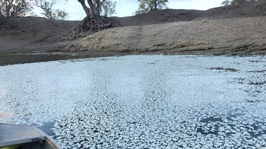 Потоци мъртва риба затлачиха важна река в Австралия