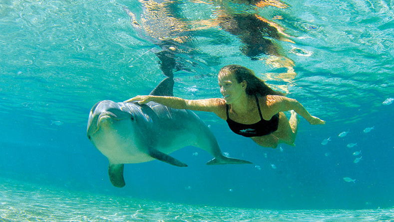 Обвиниха плувци в Хавай, че тормозят делфини