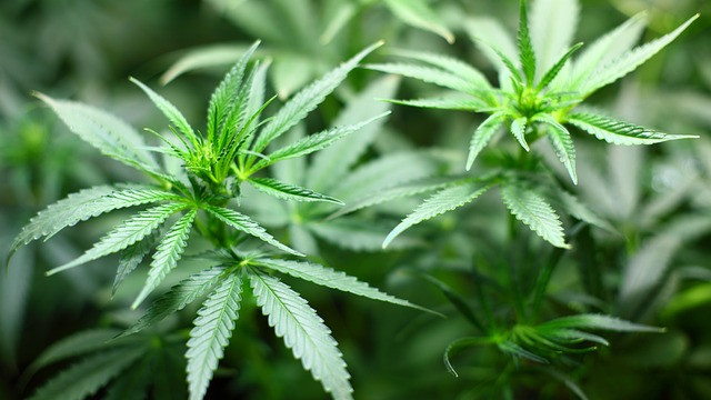 Тестово легализиране на марихуаната ще се проведе в Цюрих