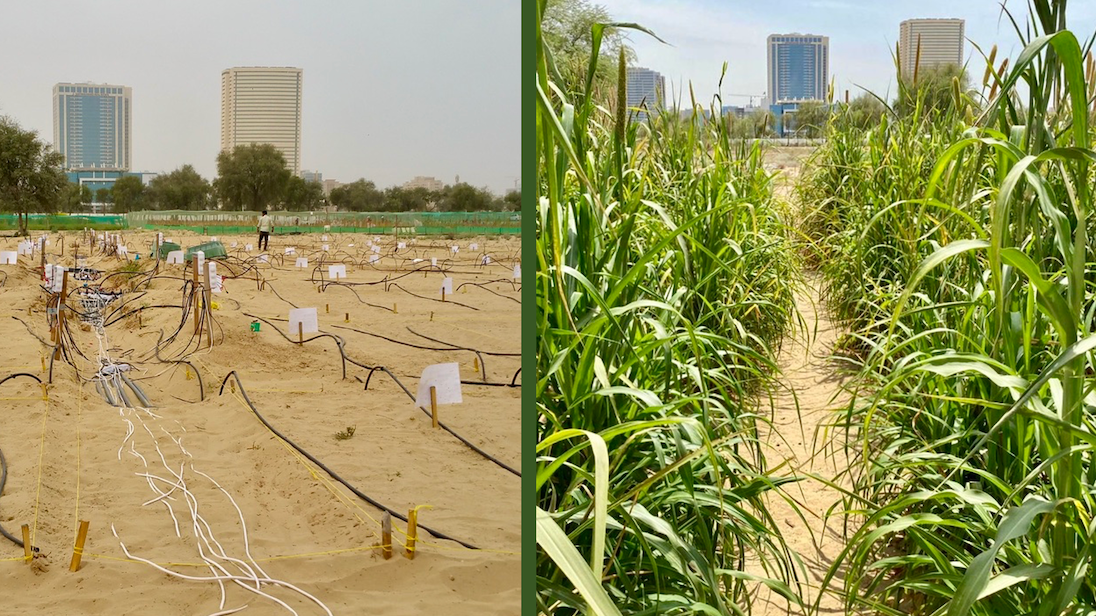 Технология за устойчиво земеделие в пустинни райони спечели голямо признание