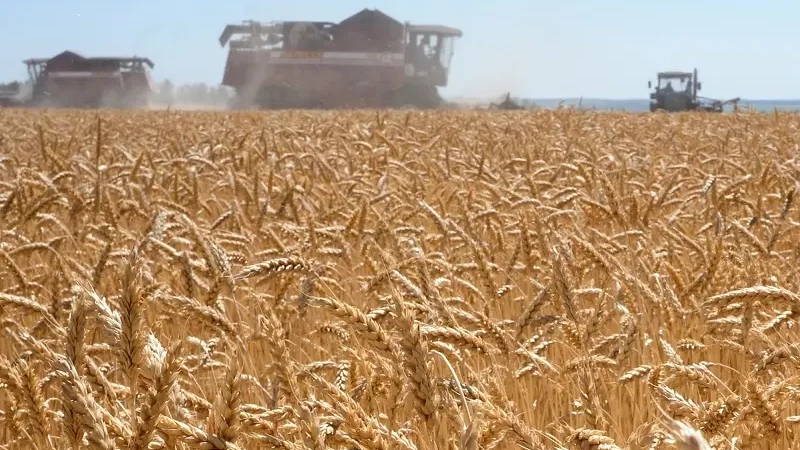 Москва се готви да спре износа на пшеница и слънчогледово масло