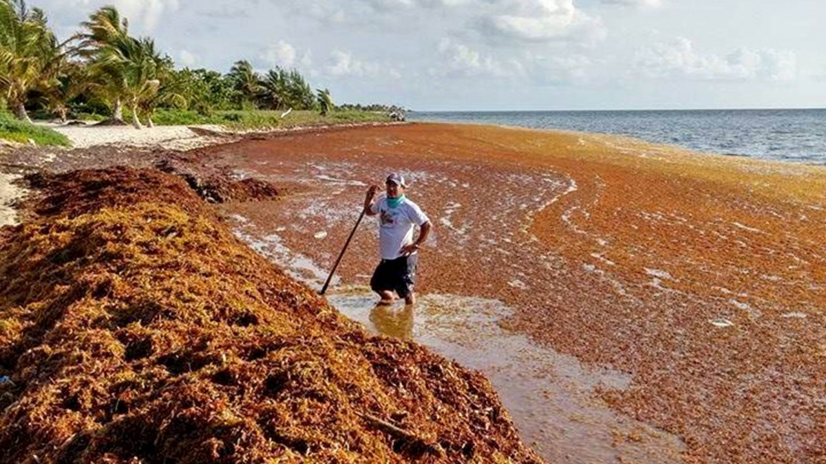 Огромни маси водорасли се носят из Атлантика