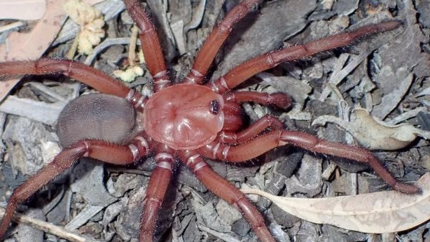 В Австралия откриха нов гигантски вид паяк с дължина над 20 сантиметра