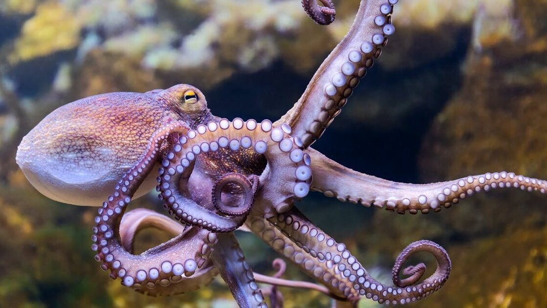 Проект за промишлено отглеждане на октоподи разтревожи учени и природозащитници