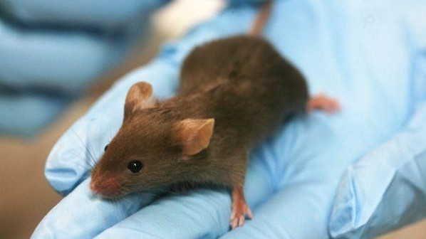Учени създадоха мишка с двама бащи