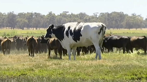 В Австралия  двуметров бик избегна кланицата заради гигантските си размери