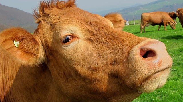 Нидерландия в борба за намаляване на азота ограничава животновъдството