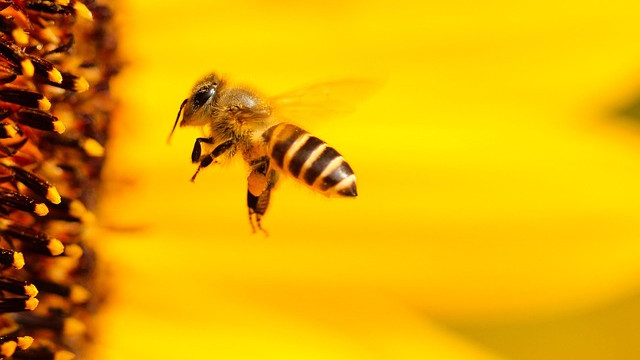 В САЩ стремително измират пчелите, твърдят изследователи